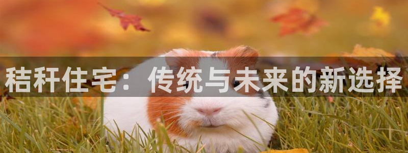 威九国际能提现吗