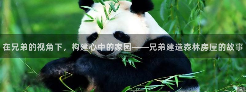 威九国际的网站入口在哪里：在兄弟的视角下，构建心中的家园——兄弟建造森林房屋的故事